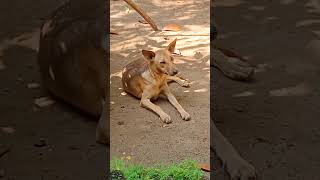 എവിടെ വെച്ചായിരിക്കും കണ്ടത് എന്നാലും #trending #petdog