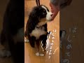 はじめてのおすわり頑張りました shorts バーニーズ バーニーズマウンテンドッグ bernese bernesemountaindogs solthebernese 赤ちゃん