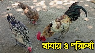 বর্তমানে আমার দেশি মুরগির খাবার, পরিচর্যা ও পালন পদ্ধতি