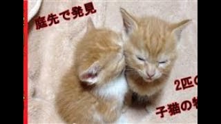 【癒やし】ある日、家の庭で発見された2匹の子猫の物語。