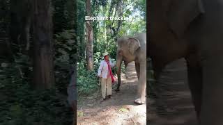 เดินป่ากับช้าง Elephant trekking #thailand #chiangmaithailand #nature #elephant #forest #ช้าง