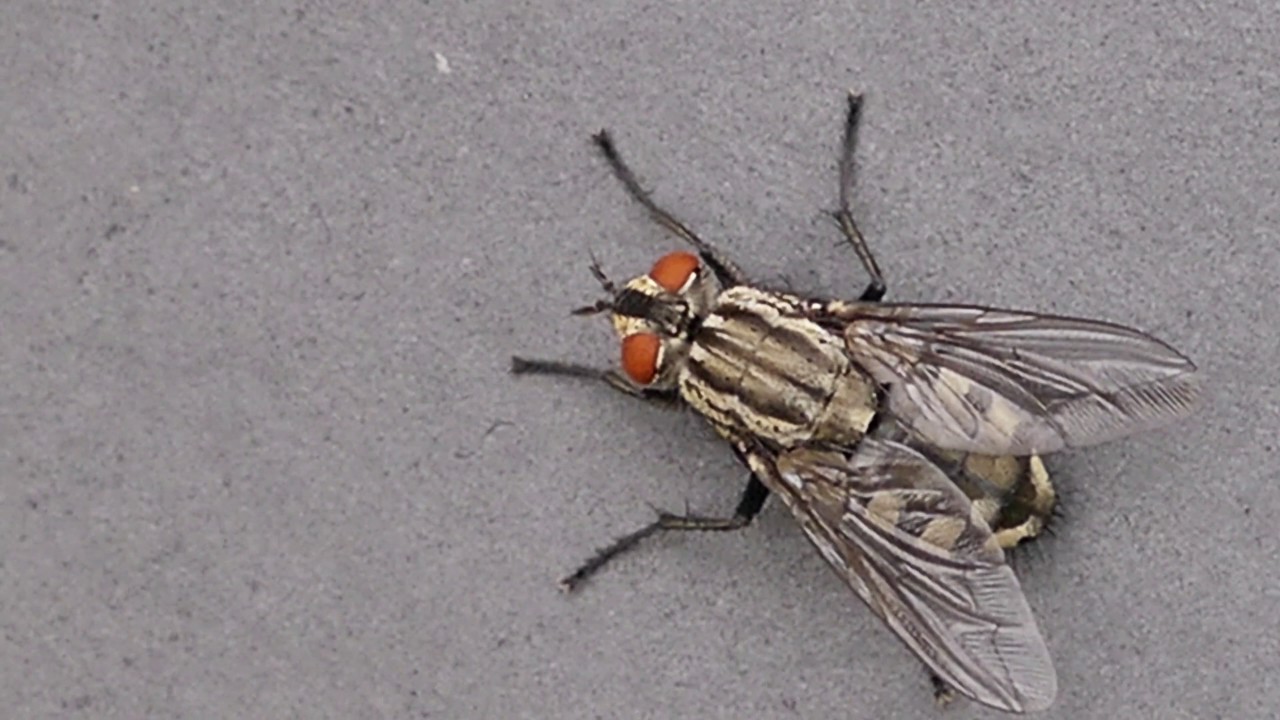 Stubenfliege Youtube