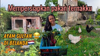 TERNAKKU DI BELANDA 🇳🇱 || SAYUR BERGIZI UNTUK AYAMKU