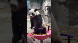 灵岩：粉转锅，别阻挡哥出去浪的步伐！ #panda #大熊貓