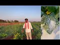 watermelon సాగులో పూర్తి సమాచారం raj farming