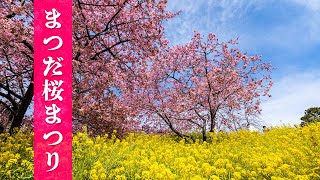 まつだ桜まつり【桜2022🌸】河津桜と菜の花の共演 - Kawazu-zakura cherry blossoms