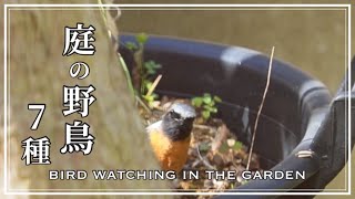 vlog /早春の庭で野鳥観察