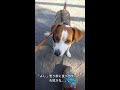 【犬 ジャックラッセルテリア】ビクシー たまにはお勉強の巻。 shorts🐶