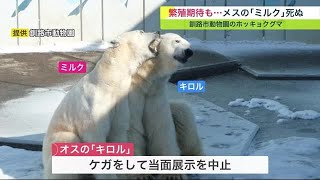 釧路市動物園の人気ホッキョクグマ“ミルク”死ぬ 動物園のアイドルとして活躍 「寂しくて残念」の声も (23/03/02 20:30)