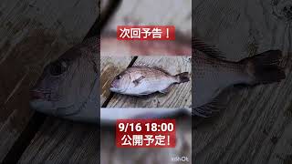 熱海に行ったついでに釣りに行った結果…　#釣り  #海釣り #熱海 #真鯛 #次回予告