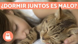 ¿Es malo DORMIR con gatos? - ¡TE LO EXPLICAMOS!