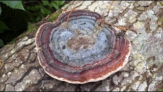 Fomitopsis pinicola, July 21, 2024