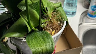 植物レスキュー　見切り品　〜三貴フラワーセンターで500円で購入した胡蝶蘭　その1〜