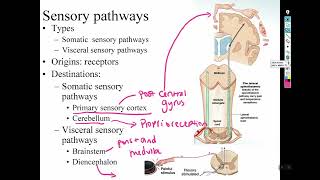 Chapter 15 Sensory and motor pathways