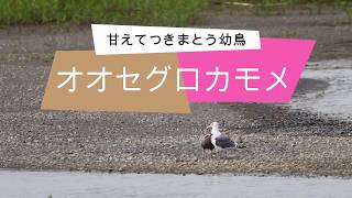 オオセグロカモメ　つきまとう幼鳥　餌をねだる