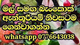 බැංකොක් ඇන්තූරියම් වර්ග | bankok anthurium | anthurium wagawa