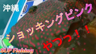 【VOL04】目つきが怖い💦上から目線の毒々しいヤツ❗️（笑）沖縄本島中部（勝連）サップフィッシング　#ライトゲーム#ルアー#ジカリグ