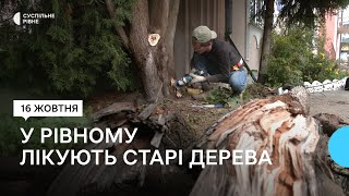 Як у Рівному арборист лікує старі дерева