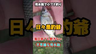 【用水路小物釣り】毎日用水路で小ブナ釣り❇️ #4k #小物釣り #埼玉小物釣り #小ブナ釣り #用水路