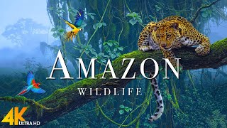 Amazon 4k - The World’s Largest Tropical Rainforest | Jungle Sounds | Scenic Relaxation Film