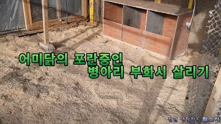 어미닭의 포란중인 병아리 부화시 살리기