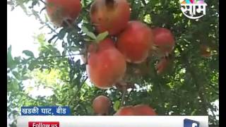 More brothers' pomegranate farming success story inspired from Agrowon