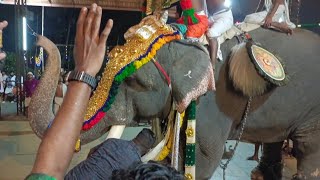 ആന അലറലോടലറൽ.. കുട്ടൻകുളങ്ങര ശ്രീനിവാസൻ അന്നംകുളങ്ങരയിൽ #kuttankulangarasreenivasan #annamkulangara