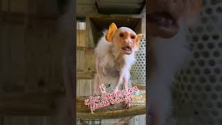 全身白毛の高齢おばあちゃん猿♫#short #animal #marmoset