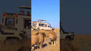 Oloimina y Oloshipa se saludan (Black Rock male lions) #shorts #lions #leones #wildlife #bigcat