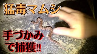 マムシを手づかみで捕獲する瞬間