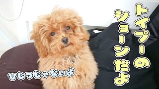 ひつじのショーンじゃないよ、トイプーのショーンだよ　🐶ひみつきちなう！#1🐶  (チワワ アメリカンコッカースパニエル トイプードル) 2021年4月18日