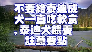 不要給泰迪成犬一直吃軟食,泰迪犬餵養註意要點