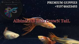 🐟 Albino HB Red Crown Tail 🐟 Imported Guppy Fishes 🐟 Premium Guppies 🐟