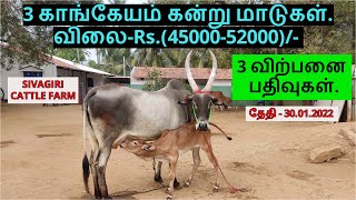 3-விற்பனை பதிவுகள்.3 காங்கேயம் கன்று மாடுகள்.விலை-(45000-52000)/-