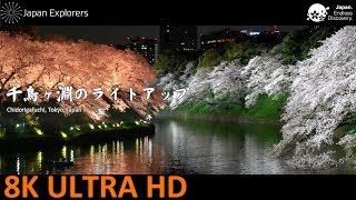 千鳥ヶ淵の夜桜　ライトアップ　Chidorigafuchi Cherry Blossom [8K]