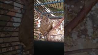 Tanya Kicau Mania Ini Burung Cucak Poksay Atau