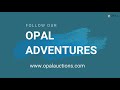 surprise in our trip to opal shop opal auctions