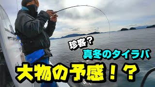 大物の予感⁉️激渋、真冬のタイラバと、ウマズラハギ‼️I thought about how I want to catch a big fish.👍