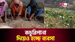 কচুরিপানা দিয়েও হচ্ছে ব্যবসা | Water hyacinths | Kachuripana | Gtv News