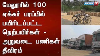 மேலூரில் 100 ஏக்கர் பரப்பில் பயிரிடப்பட்ட நெற்பயிர்கள் - அறுவடை பணிகள் தீவிரம் : Detailed Report