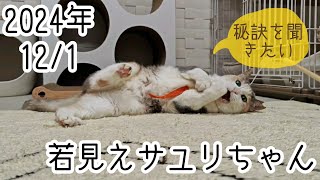 【保護猫】猫にも童顔ってあるのかしら？ #里親募集中