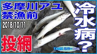 平成最後の投網？　多摩川のアユに冷水病？