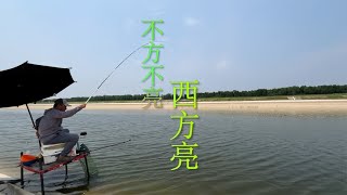 小清河漂来好多死鱼，果断改变钓饵、钓法，鱼口久违的暴躁！