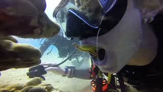 Cleaner Shrimp Cleans Diver's Teeth - 1310770