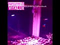 多肉植物實測大功率led植物燈 vitalux 效果影片