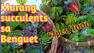 Unboxing  affordable assorted succulents from Benguet  47pcs/1000/common \u0026 rare succulents