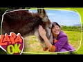 Disfruta de los ANIMALES DE LA GRANJA para niños en EL ENEBRAL con Lara OK