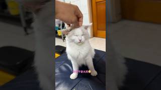 #貓咪 #cat #布偶貓