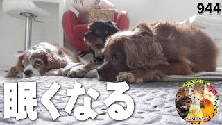 寝る前に見る動画・眠くなる曲と映像｜まったりキャバリア犬多頭飼いvlog944