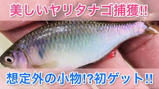 魚種の多い川で美しいタナゴを狙う‼︎の件【ガサガサ】